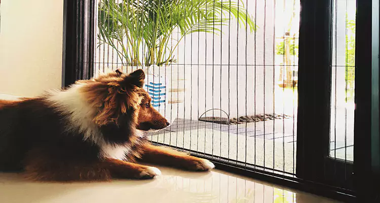 Sliding Screen Pet Door Repair in West Pensacola, FL