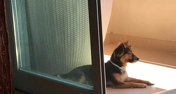 French Door Pet Screen Repair in West Pensacola, FL